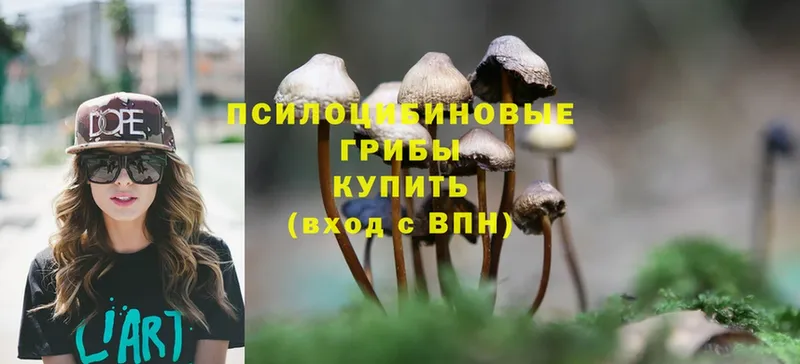 купить наркотики цена  Болотное  Галлюциногенные грибы MAGIC MUSHROOMS 